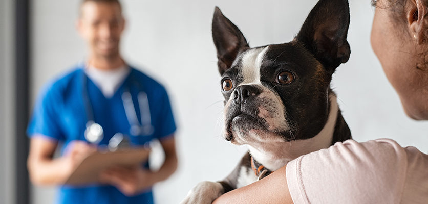 Il ruolo del proprietario nella terapia delle malattie del cane e del gatto