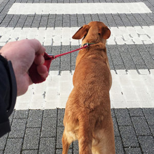 Come migliorare la convivenza con gli animali in città