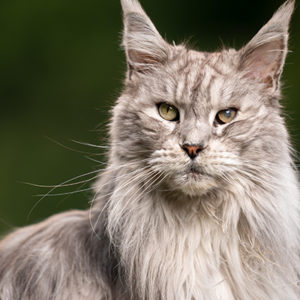 Geriatria felina su Innovet Video Academy