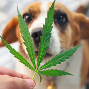 FVE: cautela sull’uso del CBD negli animali