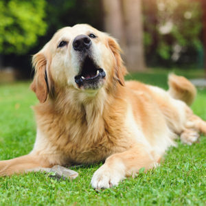 PGA per l’osteoartrite del cane su Natural1