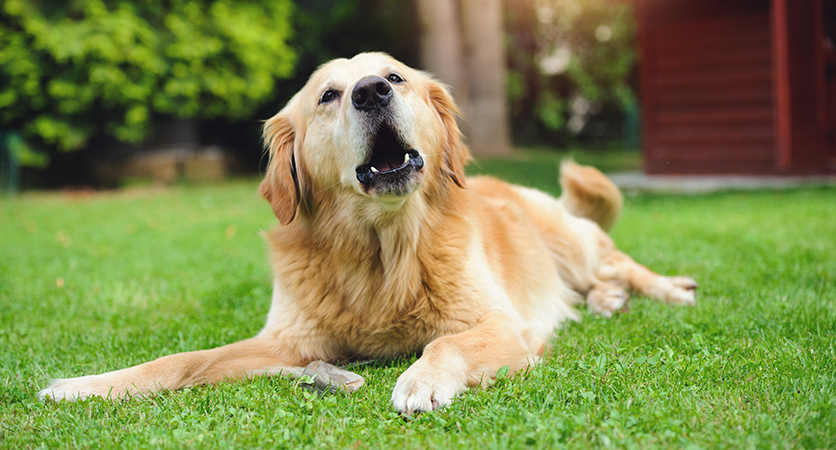 PGA per l’osteoartrite del cane su Natural1