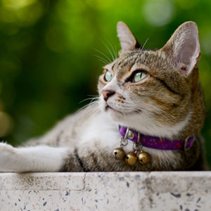 I gatti? Sentinelle ambientali anti-inquinamento