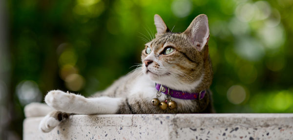 I gatti? Sentinelle ambientali anti-inquinamento