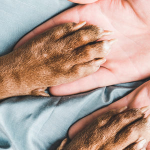 Zoonosi, in tempo di COVID otto su dieci non sanno cos’è