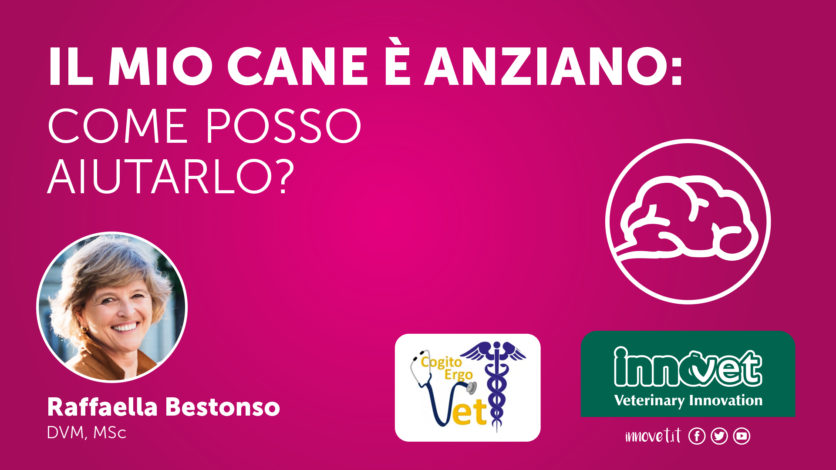 Il mio cane è anziano: come posso aiutarlo?