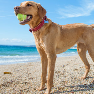 Buone vacanze con la coda…