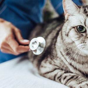 Gatti anziani: dagli USA nuove linee guida per migliorare la loro salute