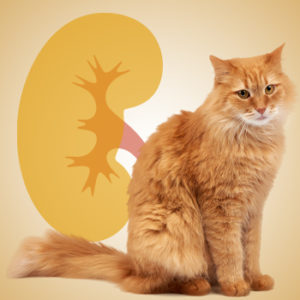 PEA-um e problemi renali del gatto in un webinar per medici veterinari