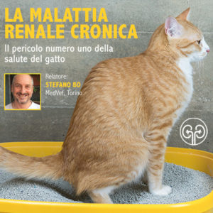 Malattia renale cronica del gatto in un webinar Innovet