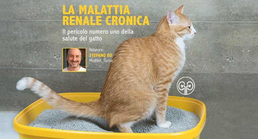Malattia renale cronica del gatto in un webinar Innovet