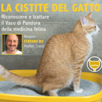 Un webinar sulla cistite felina per medici e tecnici veterinari