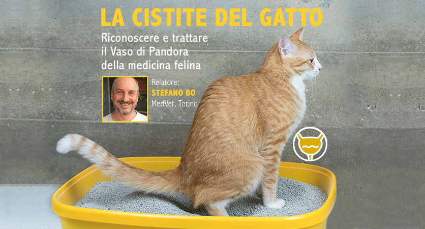 Un webinar sulla cistite felina per medici e tecnici veterinari