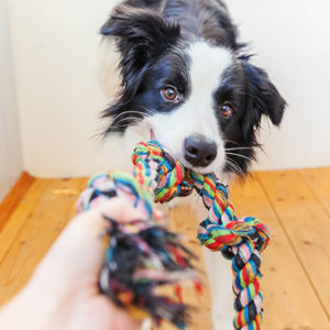 Il cane può imparare le parole?