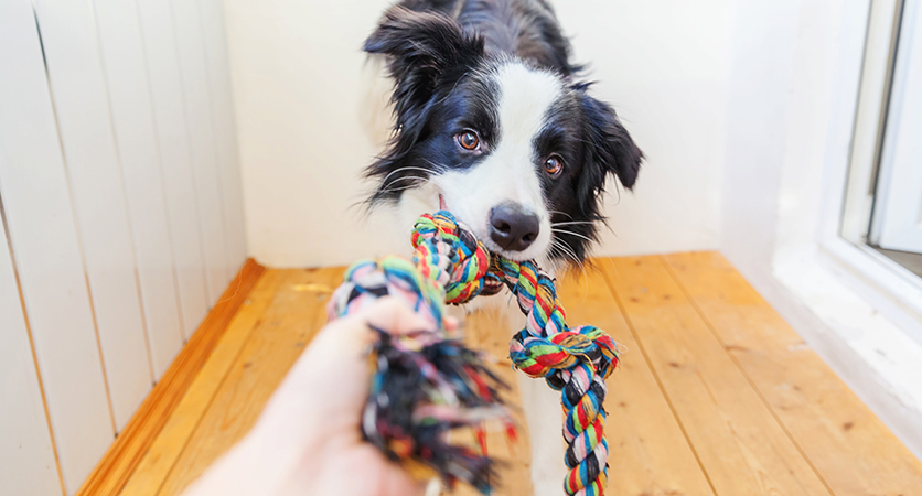 Il cane può imparare le parole?