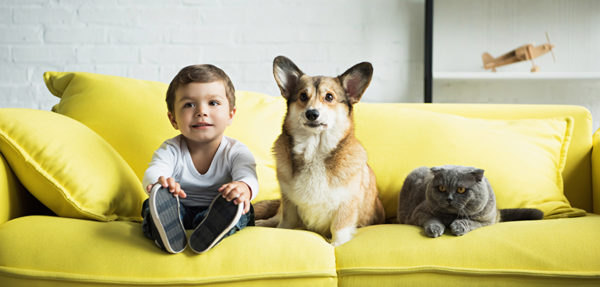 Cani e gatti. Per 9 italiani su 10 fanno parte della famiglia