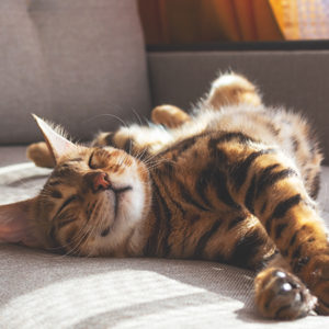 Casa a prova di gatto: 5 consigli per farlo stare bene