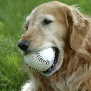 Invecchiamento cerebrale del cane e del gatto: i benefici della PEA