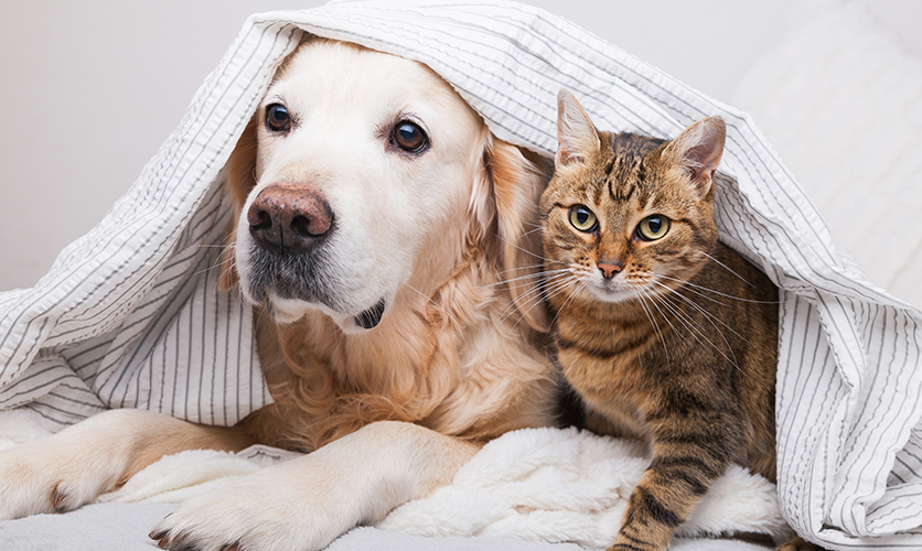È meglio vivere con un cane o con un gatto?