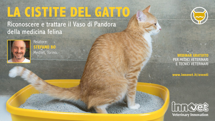 La cistite del gatto