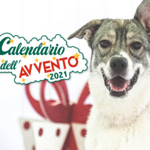 Calendario dell’Avvento Innovet: un’iniziativa a favore dei canili