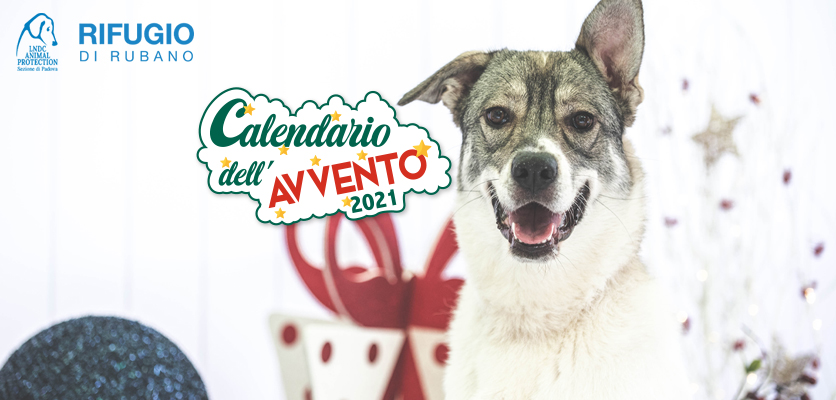 Calendario dell’Avvento Innovet: un’iniziativa a favore dei canili