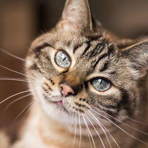 Mastociti nella cornea di gatto: nuovo report
