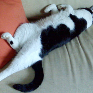 Le 5 regole per il benessere felino