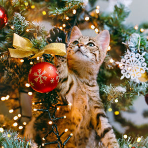 SOS Albero di Natale: i nostri consigli cat-friendly