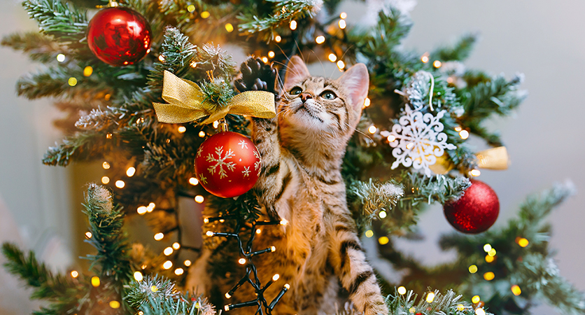 SOS Albero di Natale: i nostri consigli cat-friendly