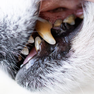 L’impatto della malattia parodontale sulla salute del cane