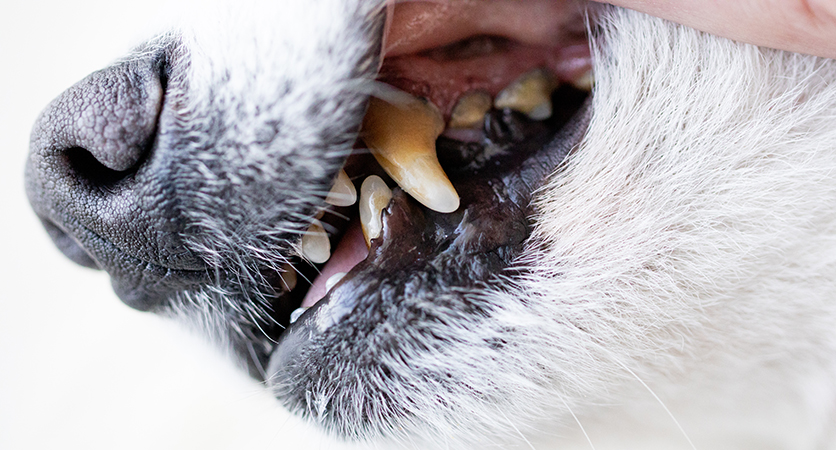 L’impatto della malattia parodontale sulla salute del cane