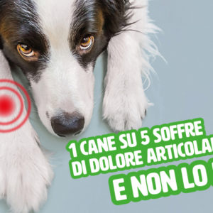 Dolore articolare: la sofferenza senza voce dei nostri cani e gatti