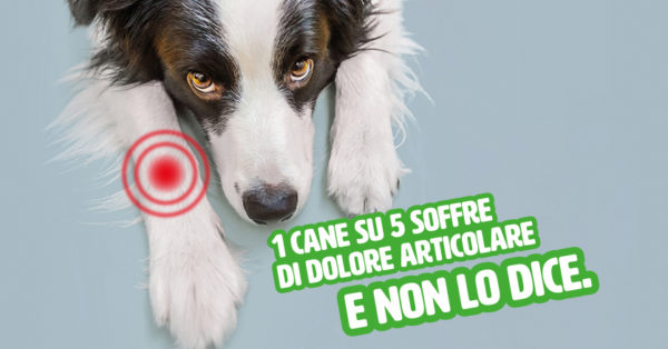 Dolore articolare: la sofferenza senza voce dei nostri cani e gatti