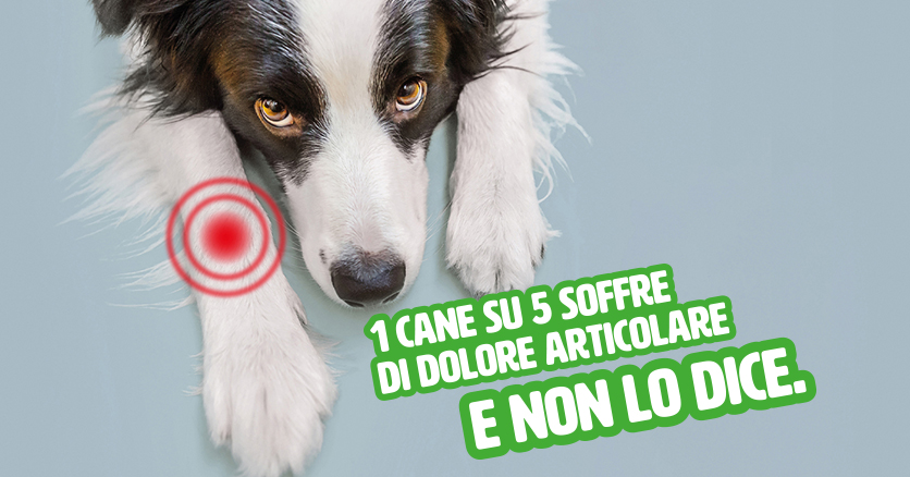 Dolore articolare: la sofferenza senza voce dei nostri cani e gatti