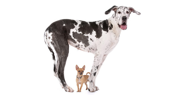 Da cosa dipendono le dimensioni dei cani?