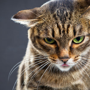 Il dolore acuto nel gatto: linee guida 2022