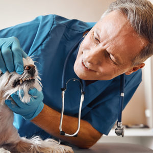 Le domande più frequenti sulla salute orale di cani e gatti