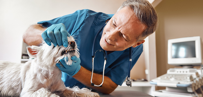 Le domande più frequenti sulla salute orale di cani e gatti
