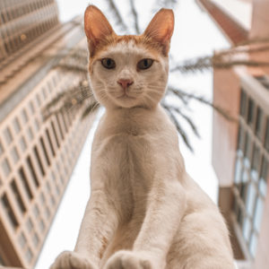 Come vivono gli animali in città? Il report Legambiente 2022