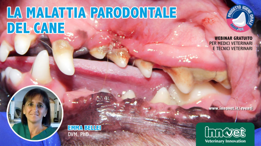 La malattia parodontale del cane