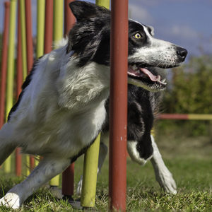 Cani da agility? Più si allenano, meno rompono i crociati