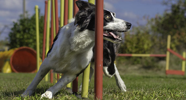 Cani da agility? Più si allenano, meno rompono i crociati