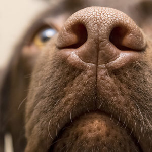 I cani rilevano il Covid-19 più efficacemente dei test rapidi