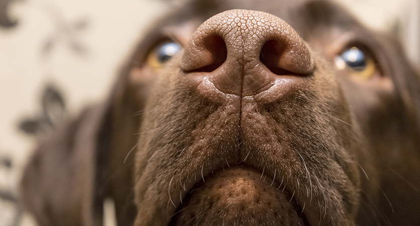 I cani rilevano il Covid-19 più efficacemente dei test rapidi