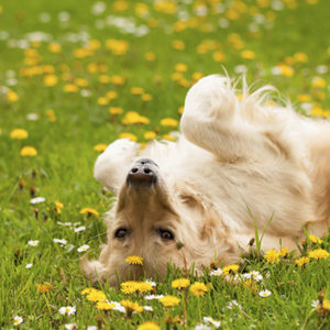 Allergie stagionali del cane e del gatto: come le riconosco?