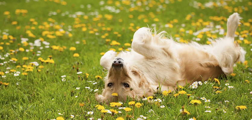 Allergie stagionali del cane e del gatto: come le riconosco?