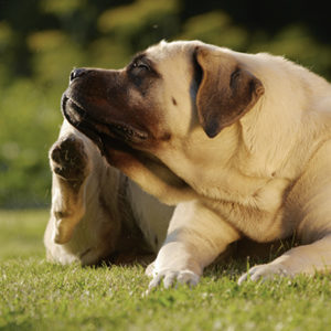 Nuova scala per il prurito del cane