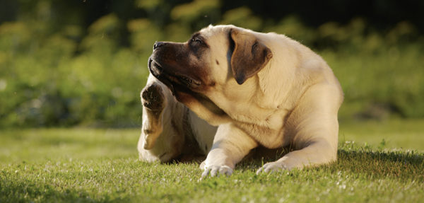 Nuova scala per il prurito del cane