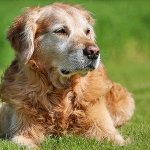 Cane anziano: la felicità è una questione di movimento